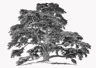 Oros Cedrus — Lebanese Cedar